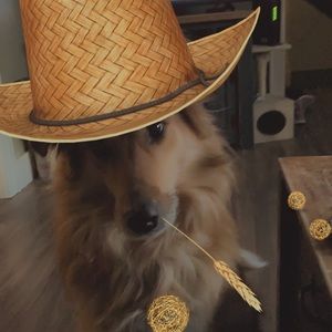 Meet your Posher, Veronica